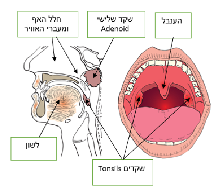 שקדים מוגדלים ושקד שלישי