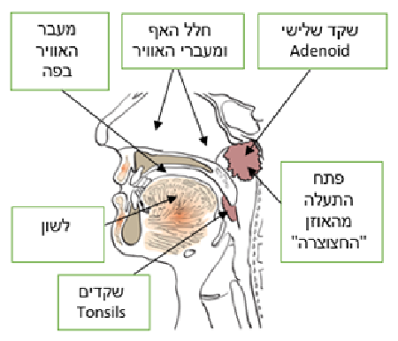 שקדים מוגדלים ושקד שלישי