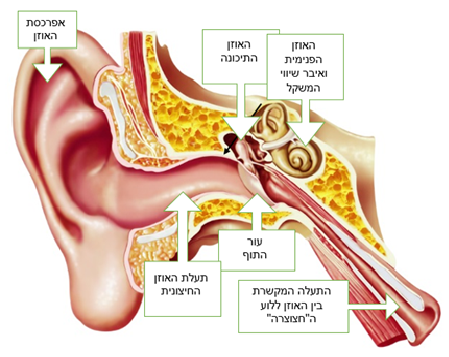 נוזלים ודלקות אוזניים